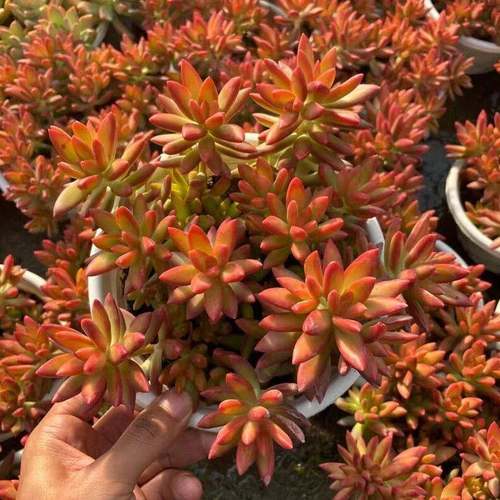 叶小琪多肉馆红日多肉植物5号新手绿植花卉阳台室外绿植大颗好养