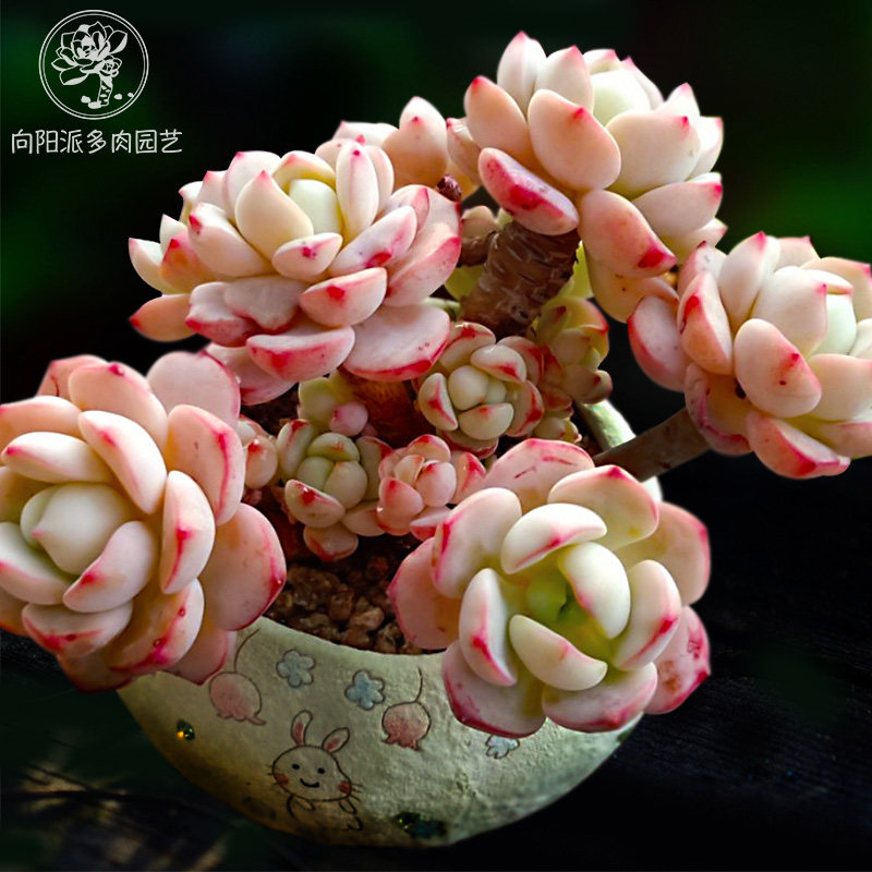 香草比斯有香味多肉植物热门贵货包邮一物一拍小老桩向阳派多肉园