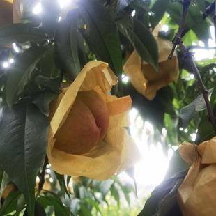 阳山水蜜桃专用纸袋育果袋桃黄桃翠冠梨防虫防水水果套袋10000只