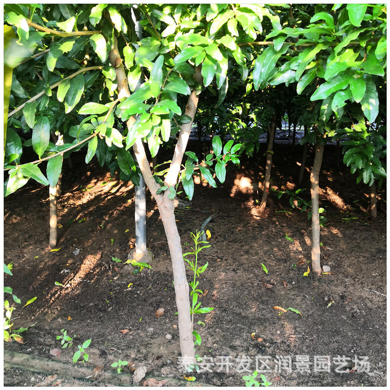 3公分大果石榴苗突尼斯软籽庭院