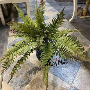 蕨类田园地被波斯草羊齿蕨肾蕨排草波斯顿草单只/束蕨锯齿芒黑骨