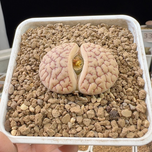 302母本9年半383*383a尺寸3.7厘米