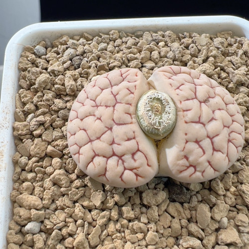 343母本9年半383*383a