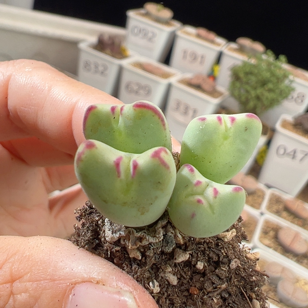 120少将嘟嘟嘴小怪兽多肉植物