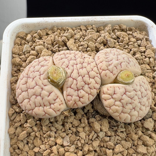 353母本9年半383*383a