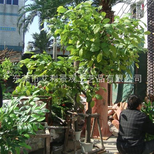 核桃树大型开心果树红枣树园林景观装饰树绿植