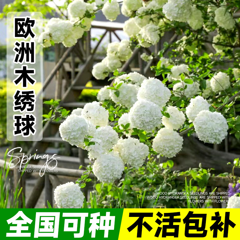 速发欧洲木绣球中华斗球苗苗绣花花大老桩盆栽庭院风景树球卉植物