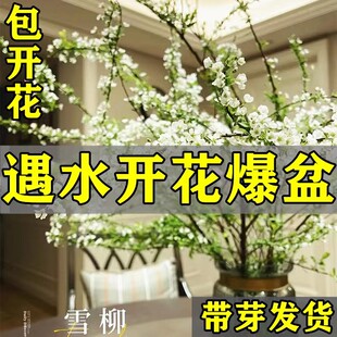 速发重植雪柳干枝内枝水养插花水培瓣物室鲜桌面绿植珍珠李好活