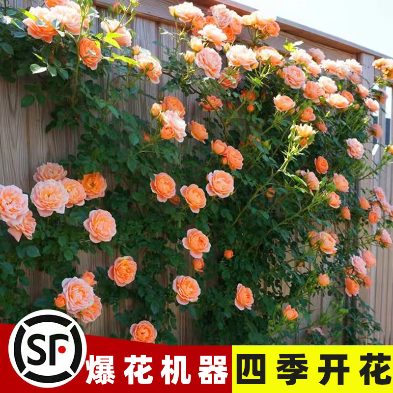 速发蔷薇花苗藤本月季大特花树庭院爬藤植台物花卉玫瑰盆栽四季开