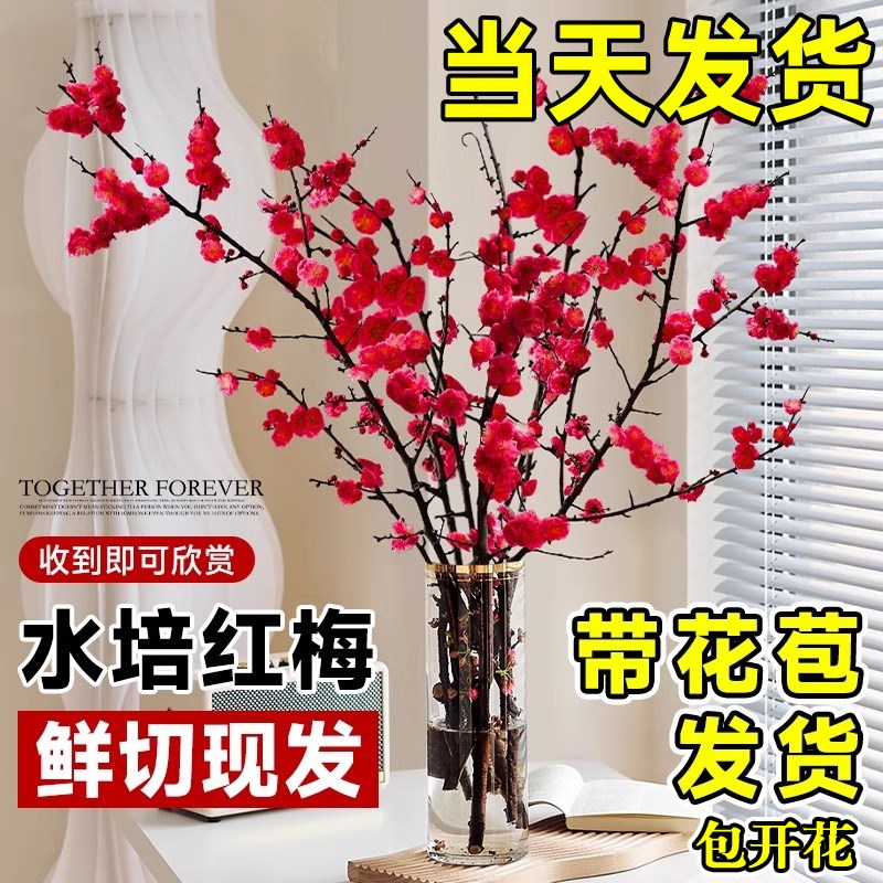 速发红梅鲜切水培植物带花苞干枝雪柳梅花卉珍珠李室内客厅绿植物
