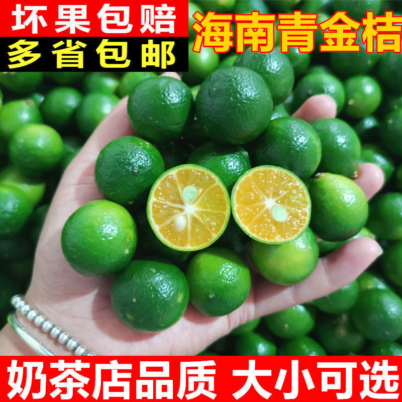 【现摘现发】海南青金桔新鲜小金桔子