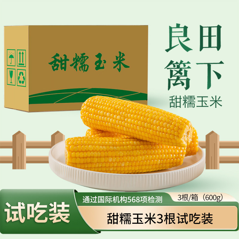 良田篱下东北甜糯玉米非转基因
