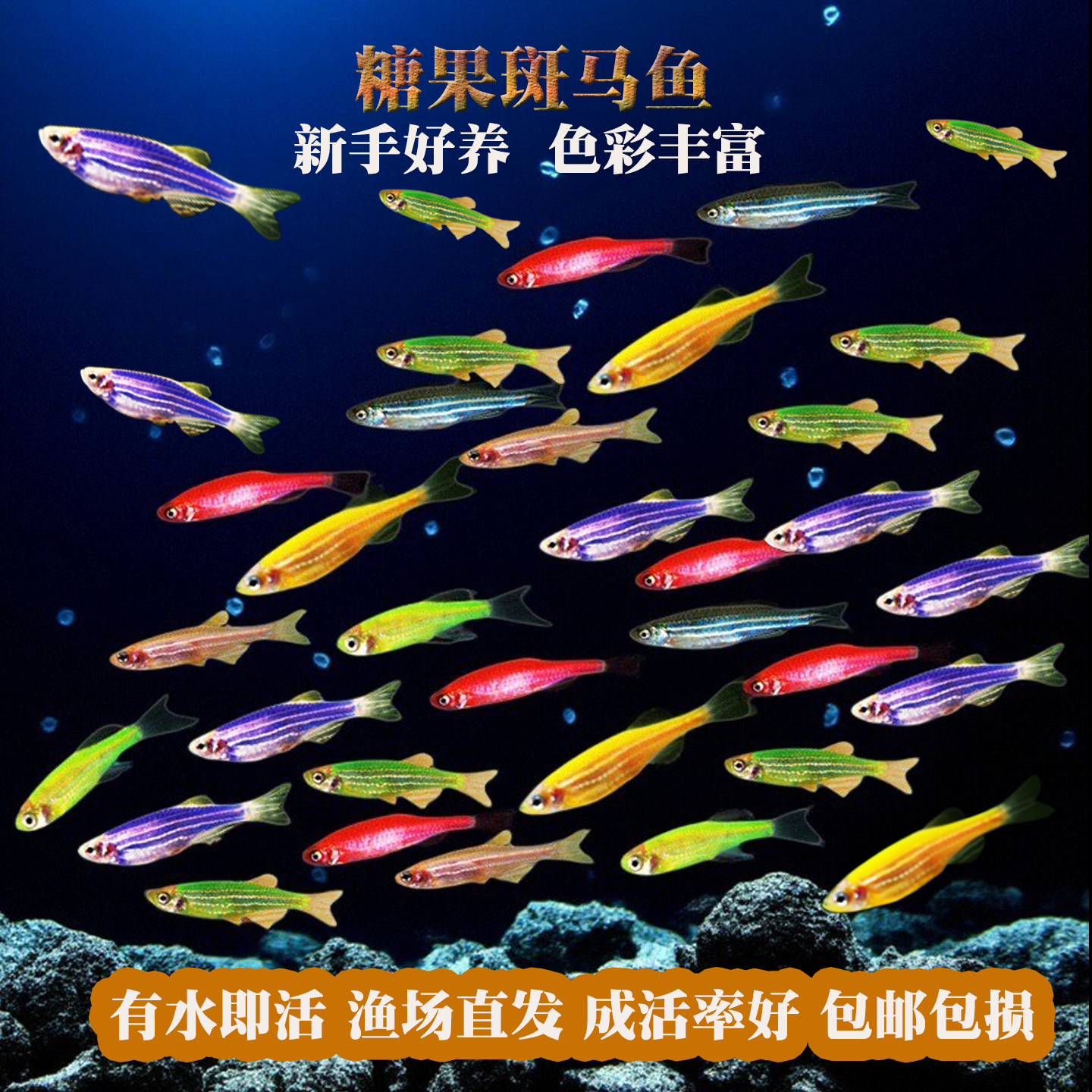 热带观赏鱼七彩斑马鱼红绿灯科鱼小型冷水淡水群游好养活的练手鱼