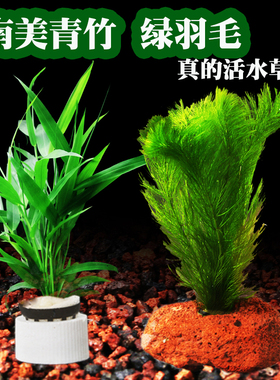 鱼缸植物造景水下叶活体阴性水草新手懒人南美青竹绿羽毛狐尾藻
