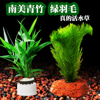 鱼缸植物造景水下叶活体阴性水草新手懒人南美青竹绿羽毛狐尾藻