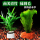 鱼缸植物造景水下叶活体阴性水草新手懒人南美青竹绿羽毛狐尾藻