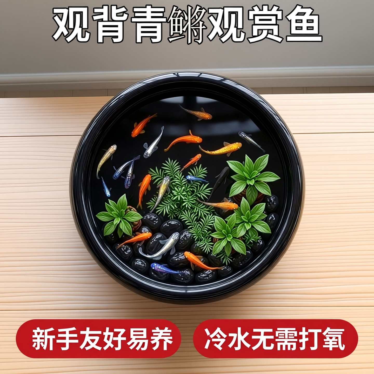 观背青鳉观赏鱼冷水淡水古法缸好养耐活鱼小型锦鲤观赏鱼不打氧