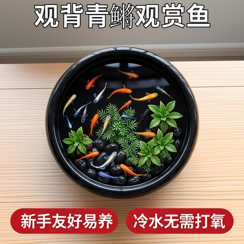 精选观背青鳉鱼新手好养吃蚊虫