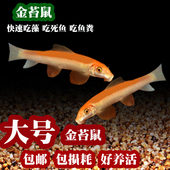 金苔鼠鱼清苔鼠鱼缸底栖鱼除藻工具鱼清道夫清理粪便热带观赏鱼