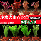 鱼缸水草植物真草造景火山石水培蜈蚣草阴性净化水质水榕套餐