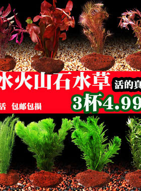 鱼缸水草植物真草造景火山石水培蜈蚣草阴性净化水质水榕套餐