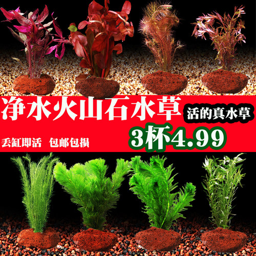 水草活体好养易活鱼缸造景懒人草