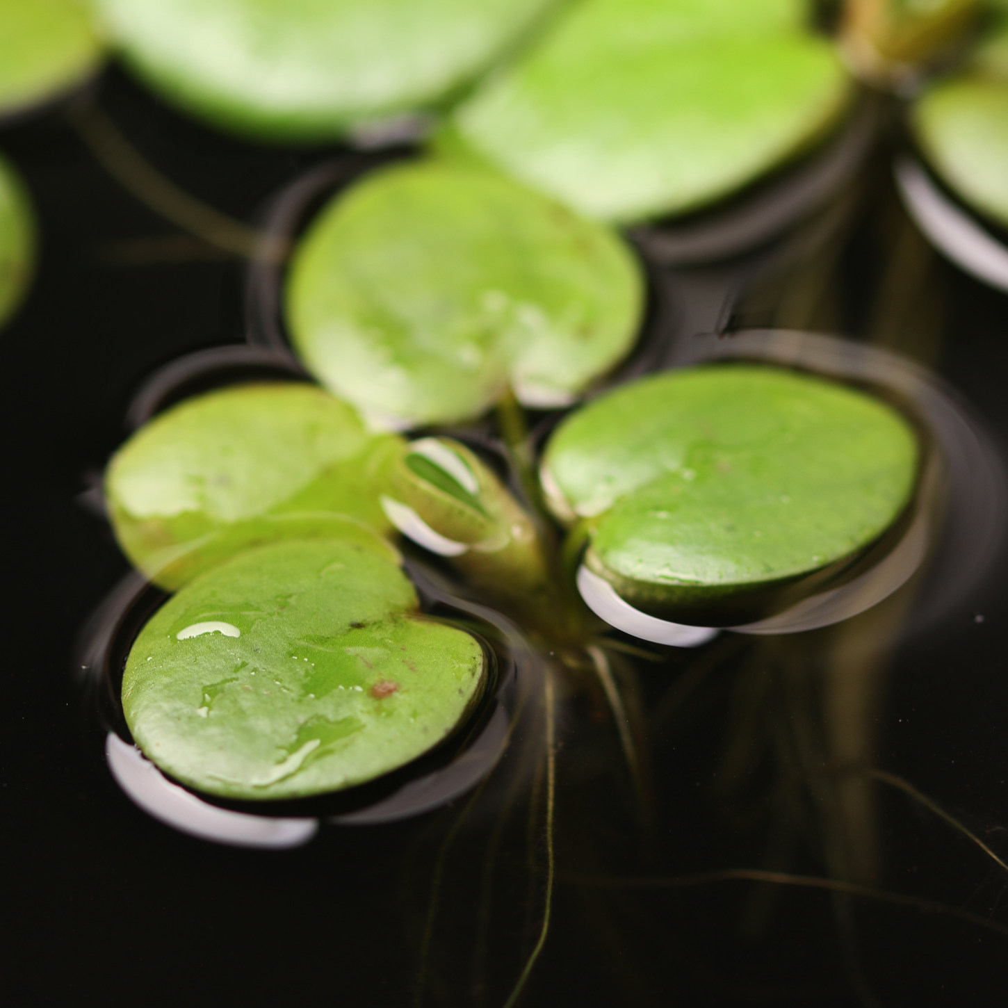圆心萍豹纹浮萍净化水质苹果萍水培绿植水芙蓉一叶莲造景漂浮水草