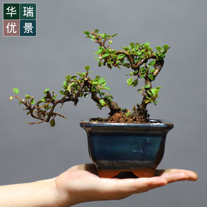 极速华瑞优景掌上小型小叶珍珠栒子盆景稀有品种荀子开花结果窗台