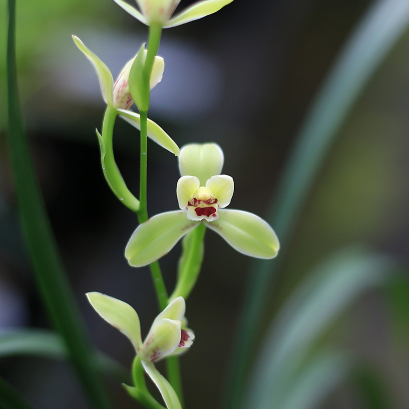 大唐水仙 老种建兰四季兰水仙瓣名品 浓香花卉盆景植物南靖兰花苗