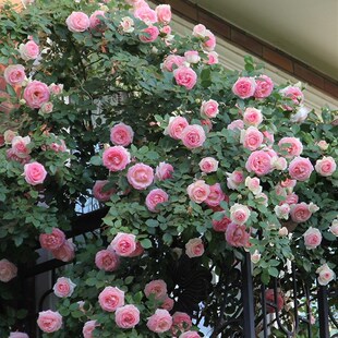 天狼月季幻紫果汁阳台花园庭院四季植物花卉盆栽苗月季小苗