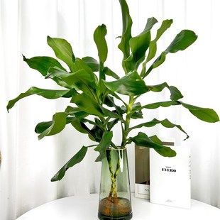 大型水培植物青纹四季常青绿植盆栽花卉北欧风高杆摇钱树发财树