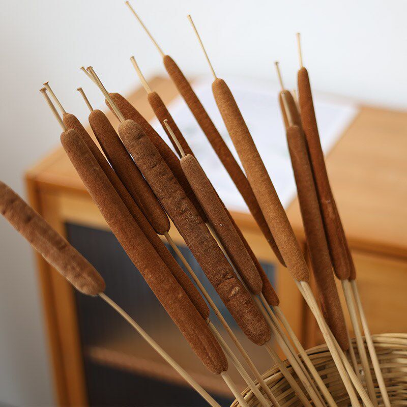 新品天然蒲棒禅意干花田园侘寂风驱蚊插花装饰树枝摆件水蜡烛植物