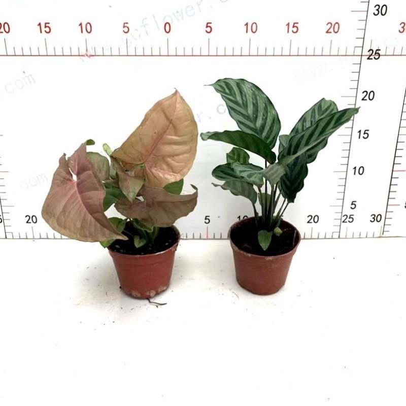 翠叶竹芋盆栽银线蕨猫眼室内客厅桌面办公四季常青植物吸甲醛花卉