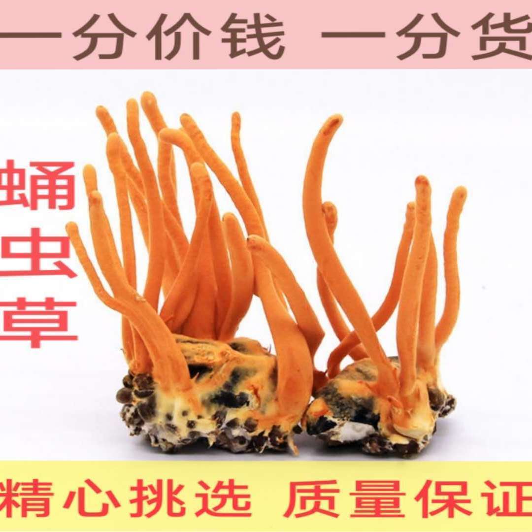 真正的蛹虫草带蛹体孢子头 蛹虫草 金虫草花干货煲汤泡酒