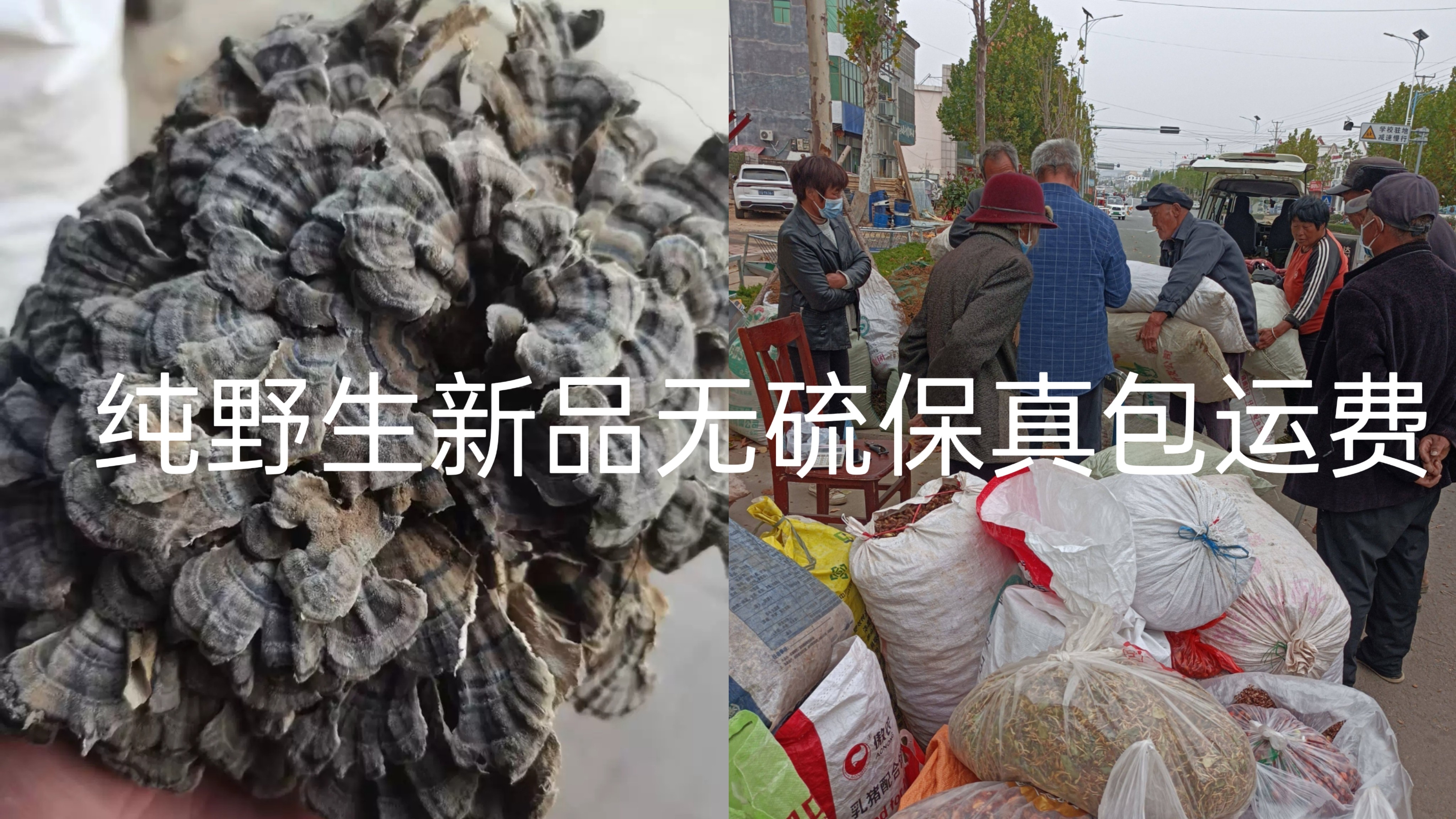 天然云芝纯野生沂蒙山区云芝整颗新品无硫干云芝中药材保真正品