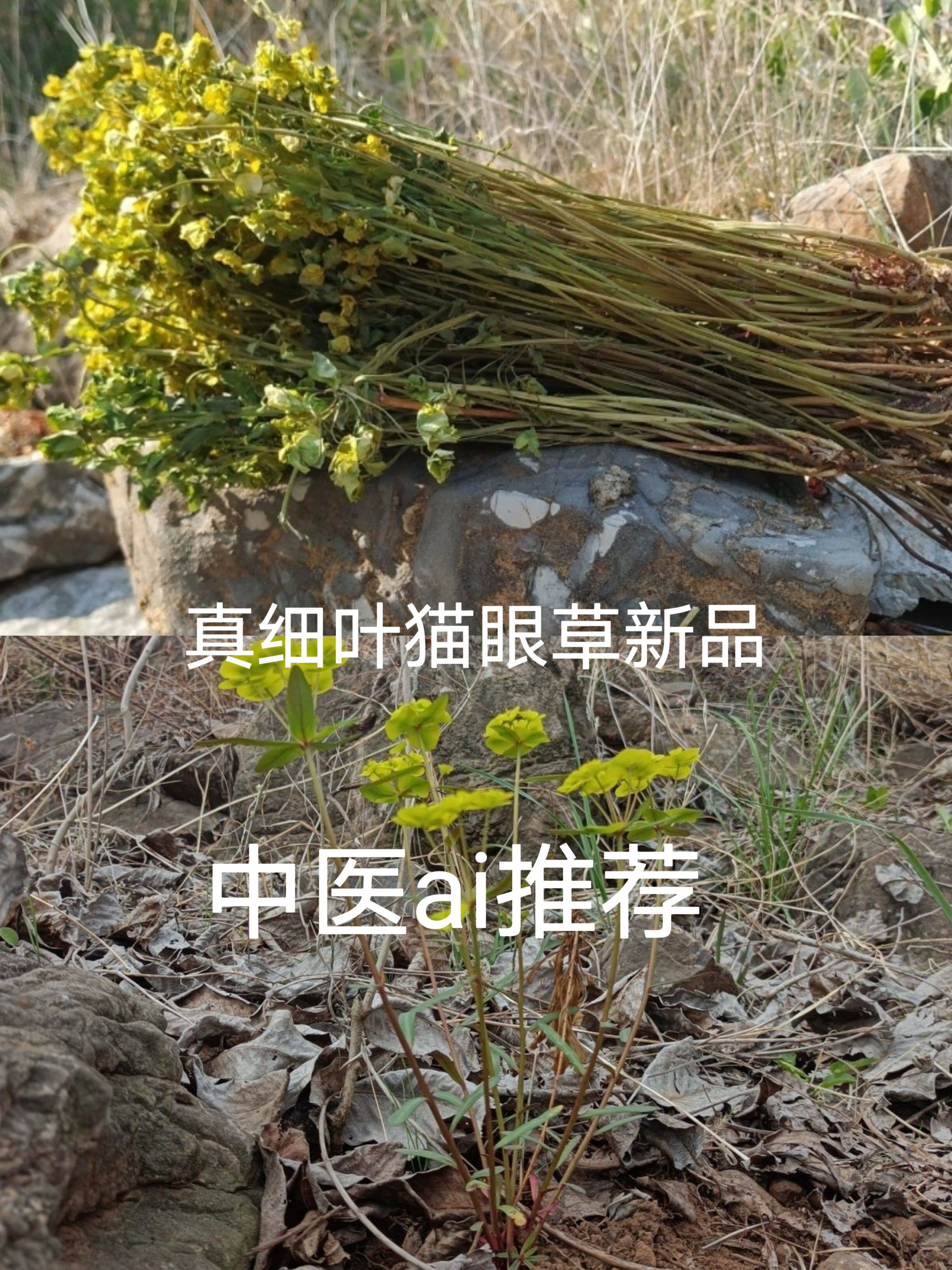 猫眼草野生细叶猫眼草整颗带根干品乳浆大戟马虎眼草非泽漆2026