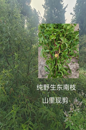 现剪野生东南枝毛桃树枝老桃木棍棒原木新鲜带叶桃树枝压惊搬家