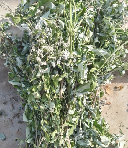 沂蒙山新鲜黄荆树叶黄荆叶黄荆根客家牡荆枝月子五指风干黄荆树苗