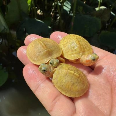 悖论苗变异巴西龟白巴龟鱼缸龟观赏龟活体黑巴果冻焦糖粉雪金粉龟