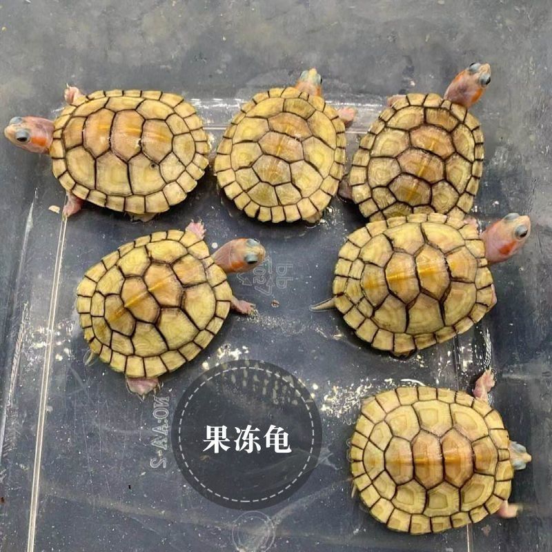 果冻巴西龟果冻苗白化巴西龟白巴小乌龟观赏龟宠物龟深水龟鱼缸龟