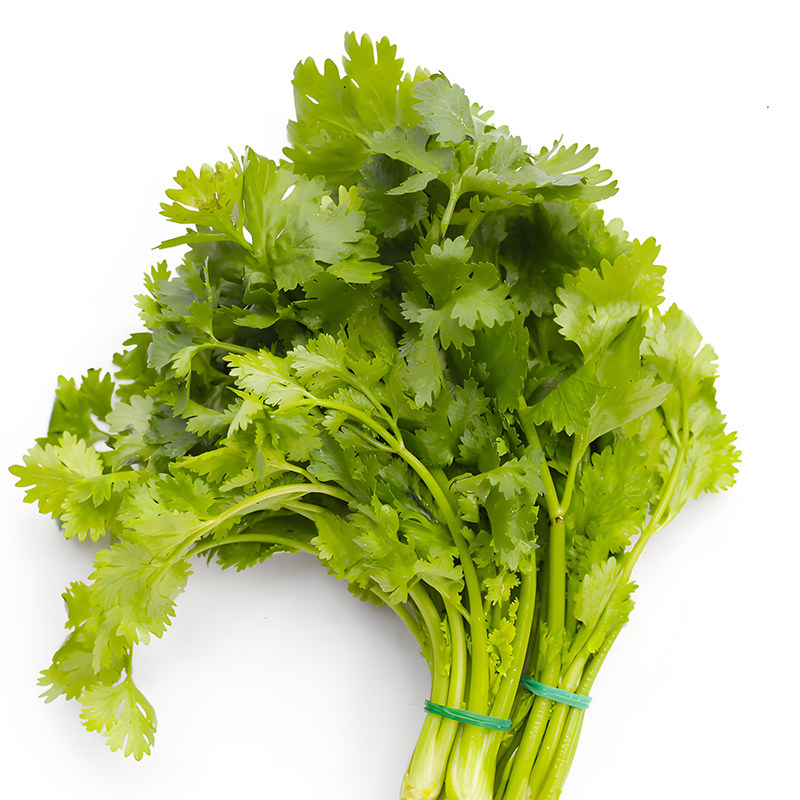 香菜种子四季美味大叶香菜籽种老品种阳台蔬菜大全农家小叶菜种籽