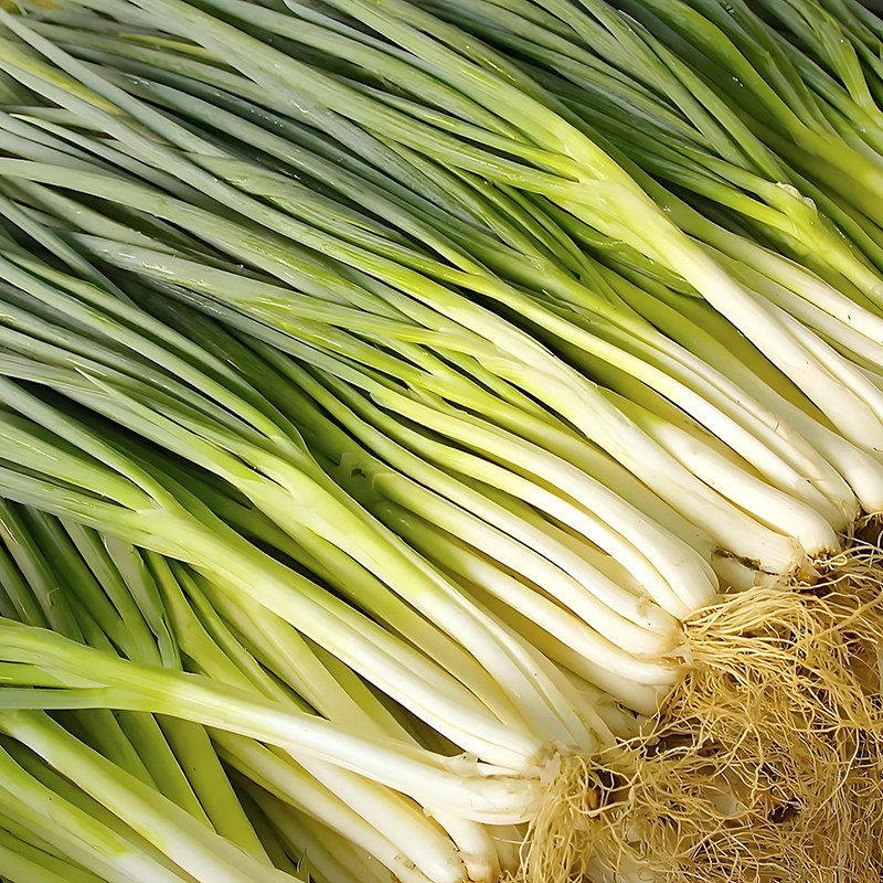 四季小香葱种子庭院阳台盆栽小葱种籽蔬菜种子四季播易种农家菜园