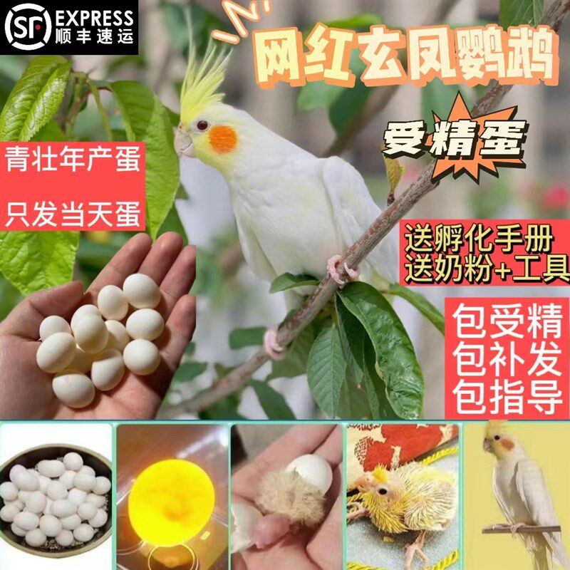 极速玄凤鹦鹉受精蛋种蛋鸟蛋手养玄凤鹦鹉可人工孵化当天新鲜鸟蛋