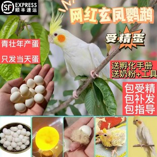 极速玄凤鹦鹉受精蛋种蛋鸟蛋手养玄凤鹦鹉可人工孵化当天新鲜鸟蛋