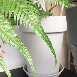 铁线莲 月季 番茄 草莓 无花果 树莓蓝莓 柑橘月季大盆厚实植树桶