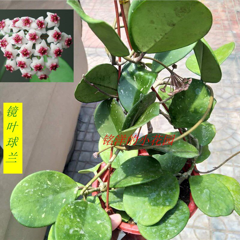 带花苞球兰盆栽花卉四季开花垂吊观花植物匍匐绿叶镜叶裂瓣红巴顿