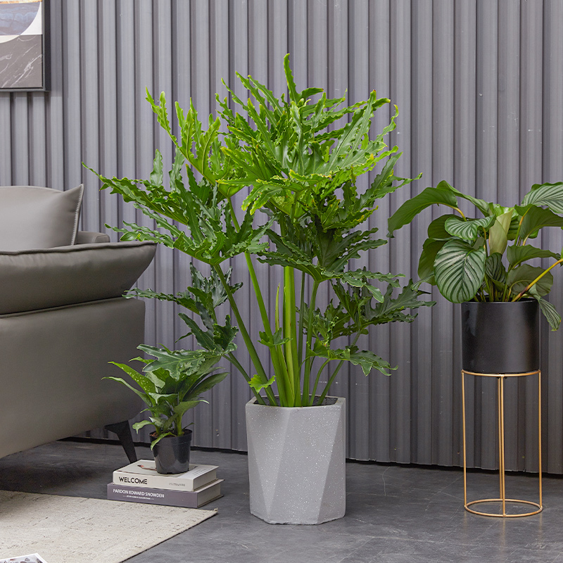 大叶春羽水培植物室内观叶龙鳞老桩盆栽办公室客厅绿植好养活四季