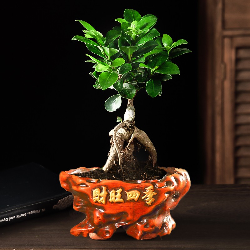 四季常青耐寒榕树造型树桩盆景苗室内植物人参榕小叶榕树盆栽绿植