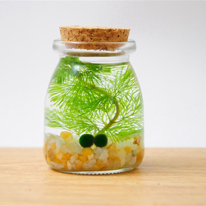幸福海藻球微景观生态瓶创意迷你植物桌面玻璃瓶天然水培球藻盆栽