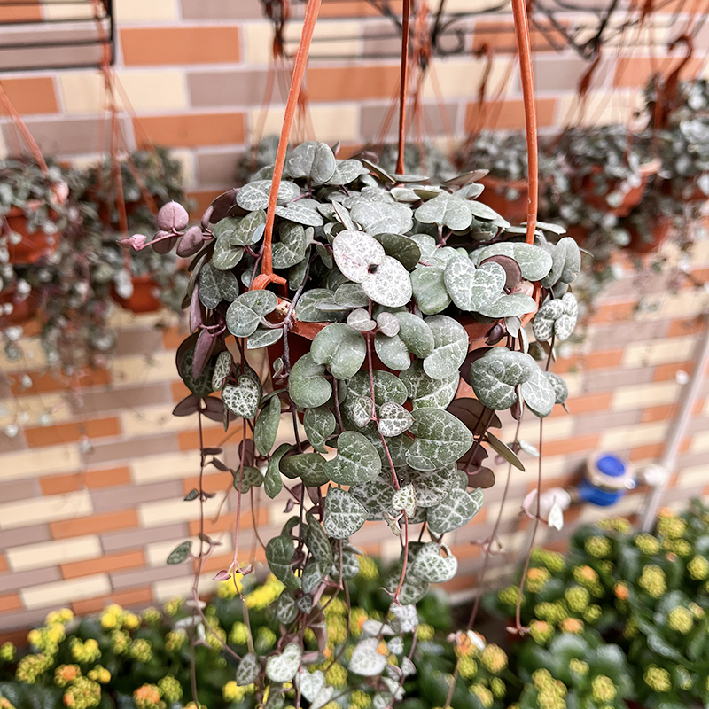 爱之蔓一寸心 垂吊挂室外阳台 心蔓 吊金钱 爱心的蜡花迷你小盆栽